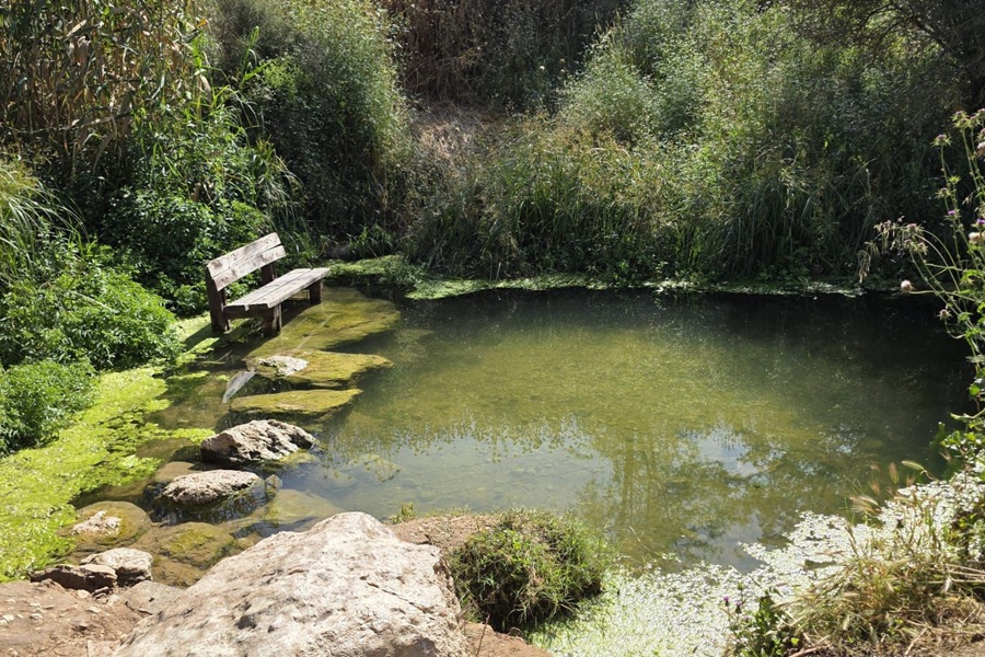 Tzaanan Pool. Photo: Hezi Kol, KKL-JNF
