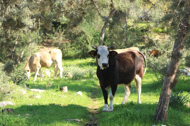 צילום: בלה נודלמן, קק"ל