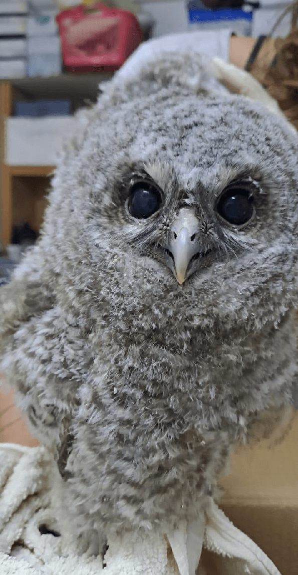 Photograph: The Wildlife Rehabilitation Center, Agamon Hula KKL-JNF