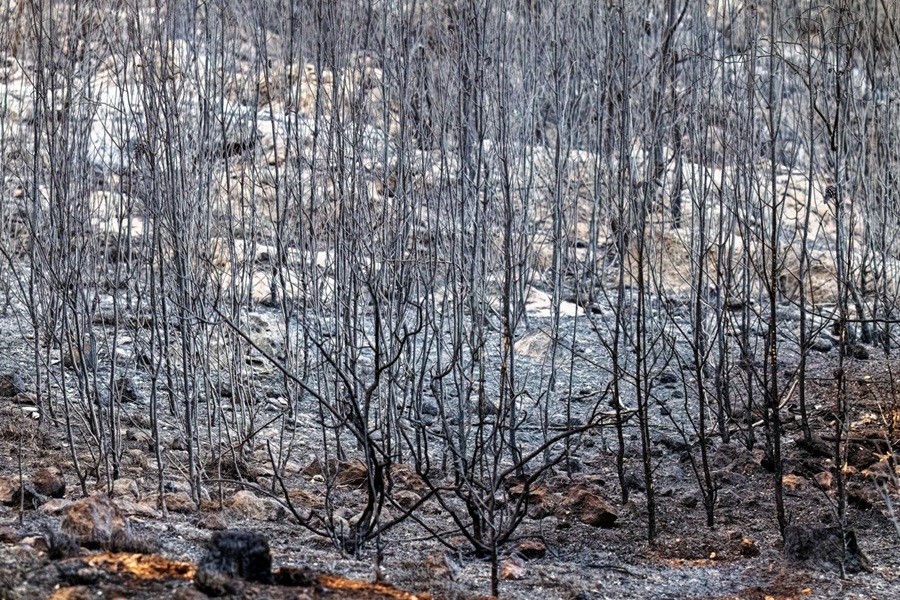 Ayalon-Canada Park immediately after the wildfire. Photo: Bonnie Scheinman, KKL-JNF Photo Archive