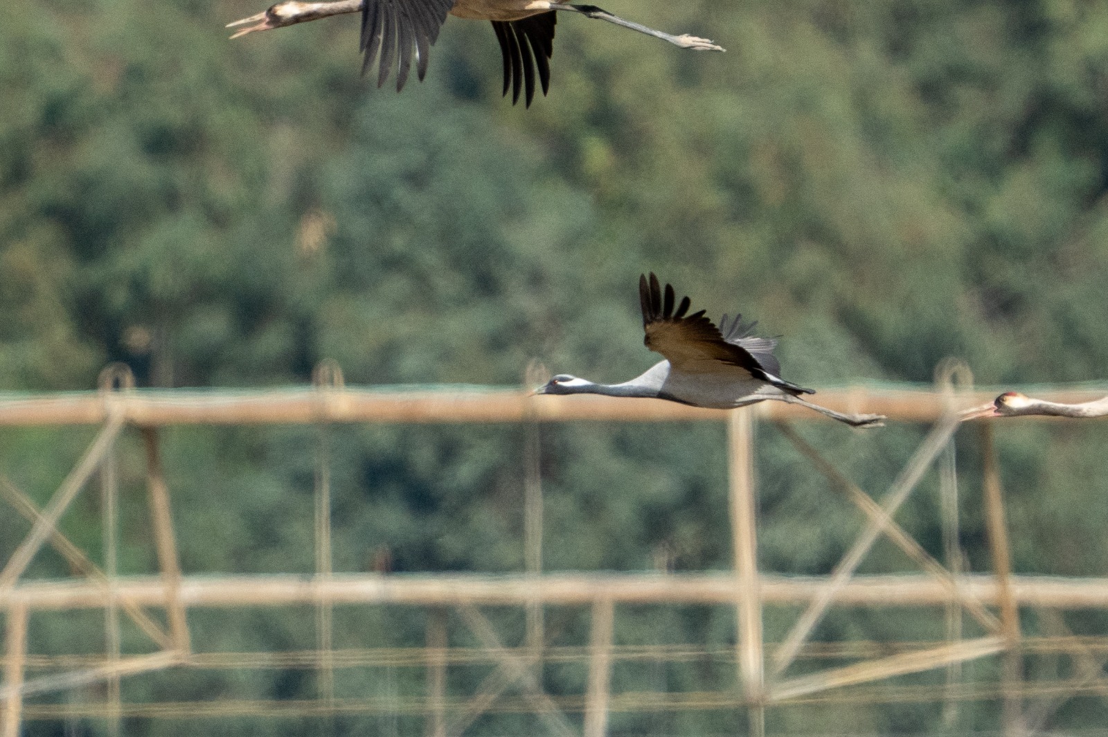 Photo: Yaron Charka, KKL-JNF