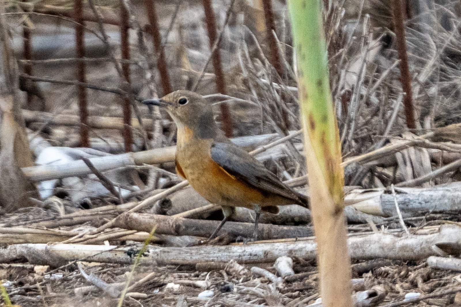 Photo: Yaron Charka, KKL-JNF