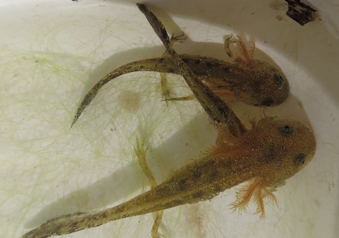 Photograph: Dr. Orit Schotalski