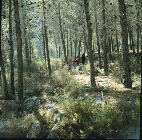 Lahav Forest. KKL-JNF Photo Archive Lahav Forest. KKL-JNF Photo Archive