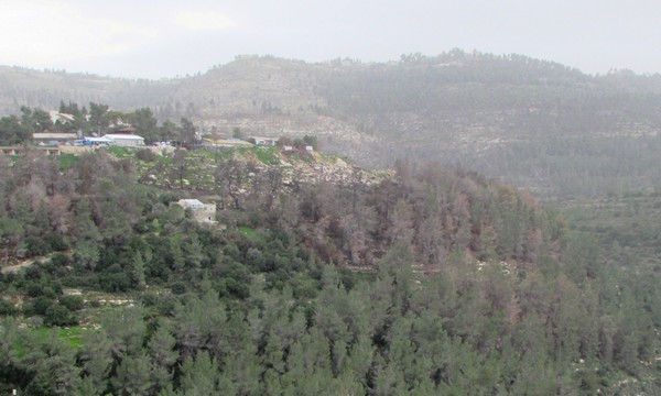 Jerusalem forest. Photo: Tania Susskind
