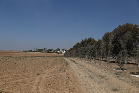 Security trees planted close to Kibbutz Kfar Aza. Photo: Itzik Lugasi.
