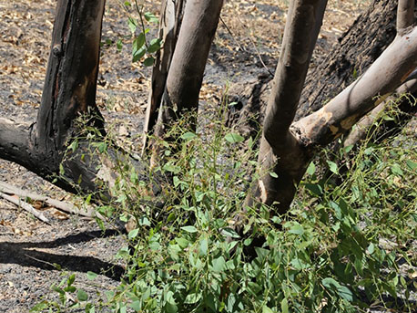 Regeneration of a burned river red gum tree (Eucalyptus camaldulensis) on Route no. 25. Photo: Itzik Lugasi.
