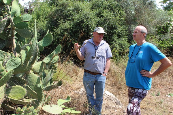 Israel’s prickly pear cacti damaged by the cochineal scale insect. Photo: Yoav Devir