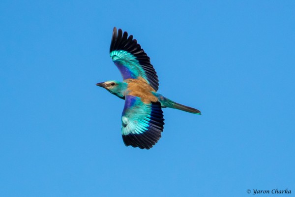 Photo: Yaron Charka, KKL-JNF Photo Archive