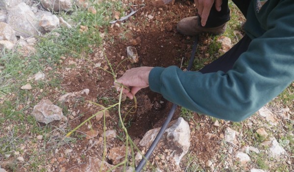 Planting shrubs to create a natural look. (Photo: Rami Chachama, KKL-JNF Photo Archive)