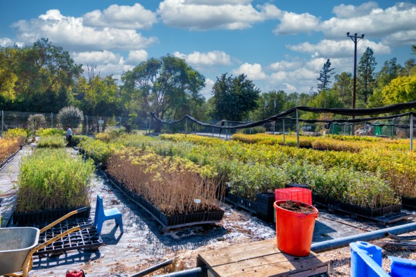 The beautiful nursery in Eshtaol ready for Tu Bishvat. (Photo: Bonnie Scheinman, KKL-JNF Photo Archive)