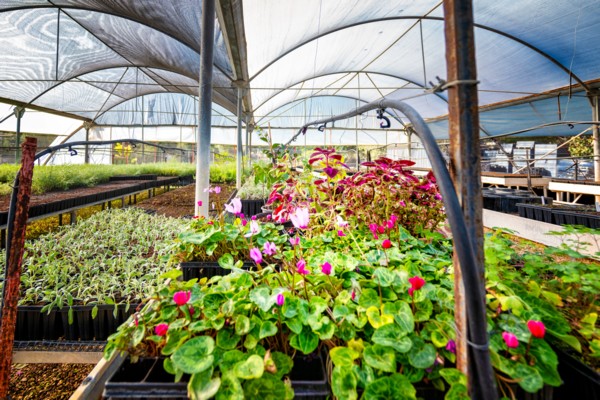 Cyclamen plants (Rakefet) growing in the nursery. (Photo: Bonnie Scheinman, KKL-JNF Photo Archive)