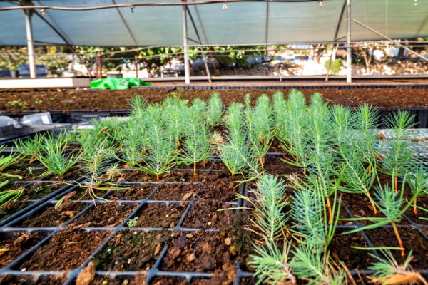 Rows of growing saplings. (Photo: Bonnie Scheinman, KKL-JNF Photo Archive)