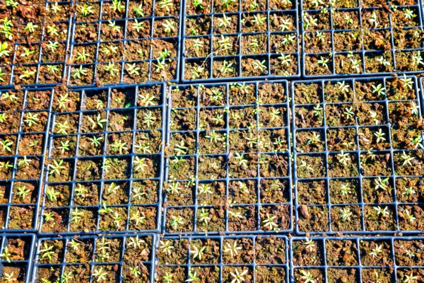 Seeds germinate and become sprouts. (Photo: Bonnie Scheinman, KKL-JNF Photo Archive)