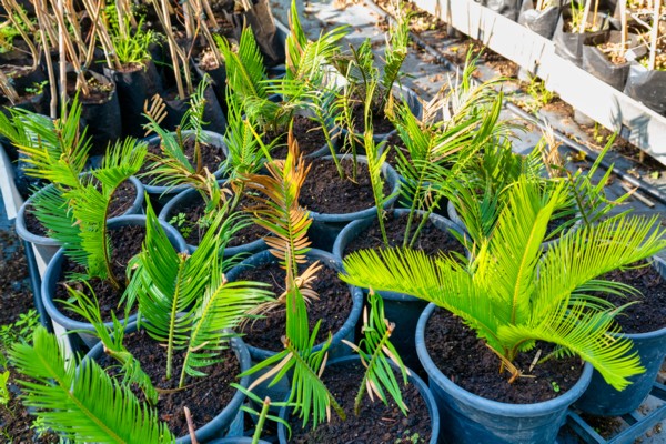 Young sapling ready for planting. (Photo: Bonnie Scheinman, KKL-JNF Photo Archive)