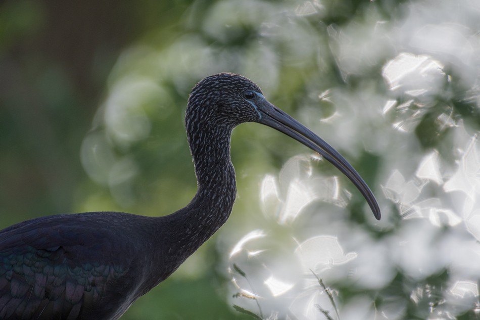 ="2nd Place - The Glossy Ibis. Photo: Ili Porat