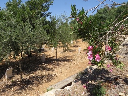 The Grove of Nations in the Jerusalem Forest. Photo: Yoav Devir