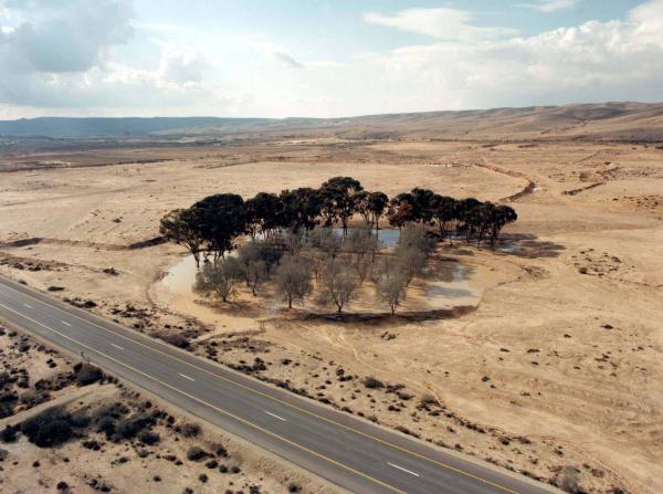 A liman growing in the desert. Photo: KKL-JNF Photo Archive
