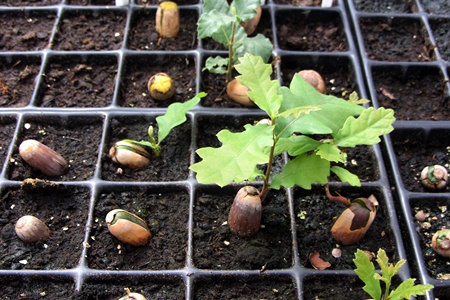 Forests begin as small saplings at KKL-JNF's tree nurseries. Photo: KKL-JNF Photo Archive