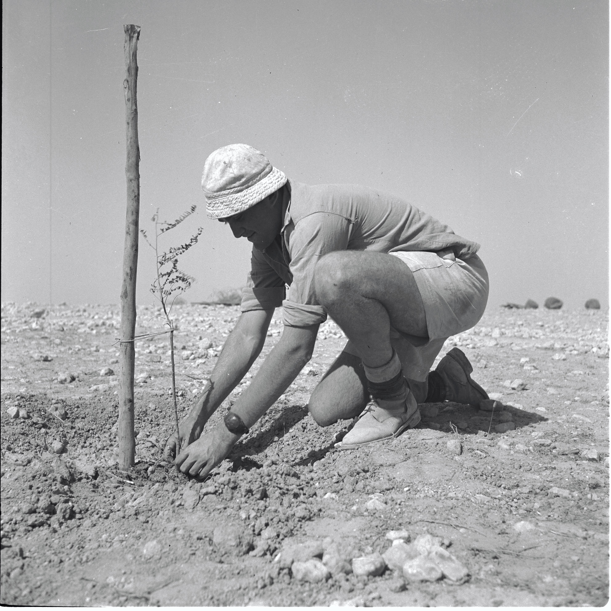 Fisrt Tree Planted in Mishmar HaNegev 1946, Shortz KKL-JNF Photo Archive