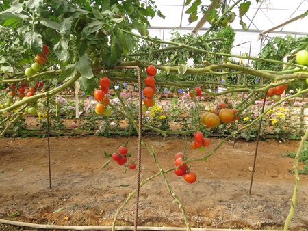 Growing tomatoes in desert conditions at the Arava R&D. Photo by Yoav Devir