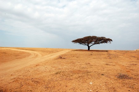 Accacia growing in the Negev Desert. Photo: Nira Tzadok, KKL-JNF Photo