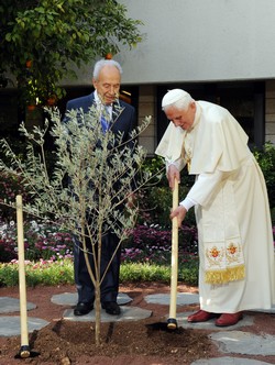 Pope Benedict XVI plants the 'Tree of Peace', an olive tree from KKL-JNF's Eshtaol tree nursery, at the President's Residence in Jerusalem. Photo: KKL-JNF Photo Archive

