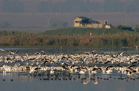 Hula Lake Park today. Photo: Avi Hirschfield, KKL-JNF Photo Archive

