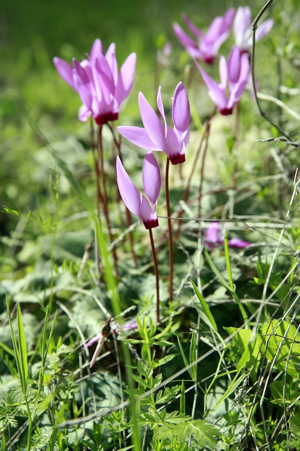 Cyclamens. Photo: Yaniv Schwartz, Technographics