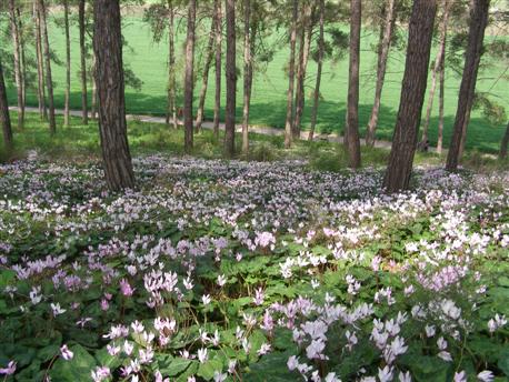 Cyclamen Hill. Photo: Eyal Bartov