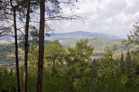 Menashe Forest. Photo: Eyal Bartov