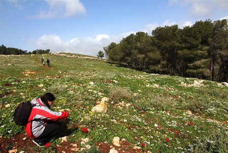 A meadow in flower on Givat HaMoreh. Photo: Yaakov Skolnik