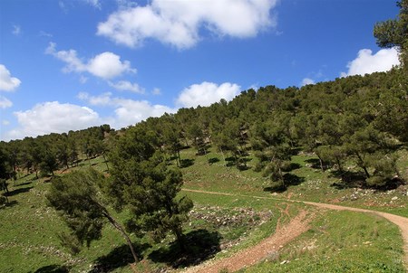 Givat HaMoreh Forest. Photo: Yaakov Skolnik