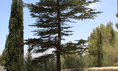 Ben Gurion’s Cedar. Photo: Yaakov Skolnik, KKL-JNF Photo Archive