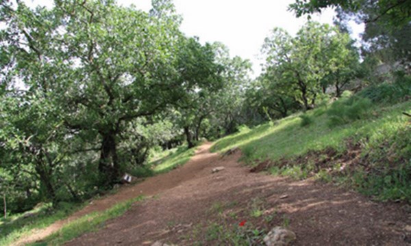Tabor oaks on the Mount Tabor trail. Photo: Yaakov Skolnik