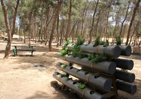 Lahav Forest. Photograph: Yaakov Shkolnik, KKL-JNF Photo Archive