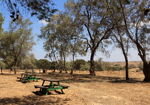 Yaakov Harari Overnight Camping Site, Miluim Forest (Nahal Besor). Photograph: Yaakov Shkolnik, KKL-JNF Photo Archive