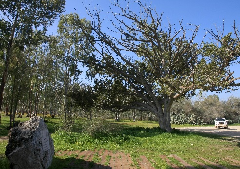 Yad Mordechai Forest. Photograph: Yaakov Shkolnik, KKL-JNF Photo Archive