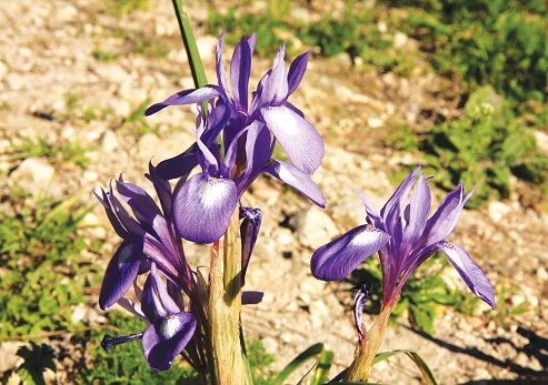Moraea sisyrinchium