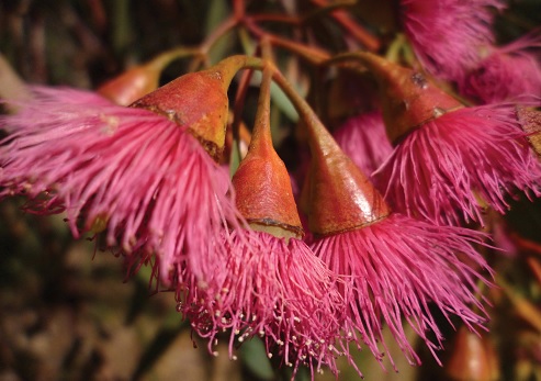 Eucalyptus macrocarpa