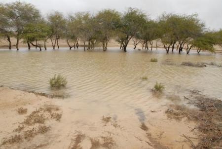 Liman trees in the Negev. Photograph: KKL-JNF Photo Archive