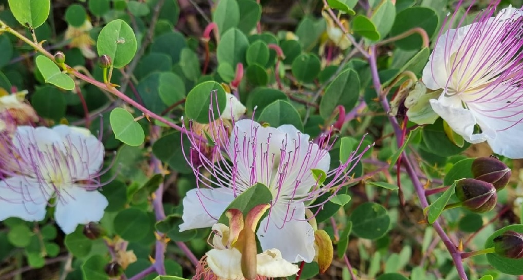 Orvim Park. Photograph: Pnina Tzeizler, KKL-JNF Photo Archive