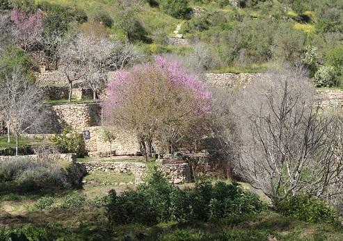 Ein Bikura. Photograph: Bella Nudelman, KKL-JNF