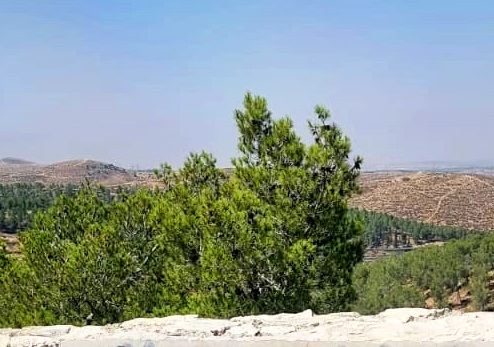 Photograph: Paula Cohen, KKL-JNF