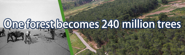 One forest becomes 240 million trees