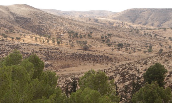 Yatir forest. Photo: Yoav Devir