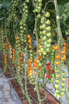 Tomatoes grown in the desert. Photo: Yoav Devir