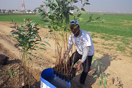 Planting trees for security purposes, with homes of communities on the Gaza border periphery in the background. (Photo: Yoav Dvir, KKL-JNF Photo Archive)