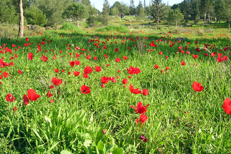 Photograph: Moshe Sheller