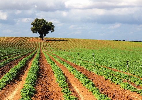 Potato field near the stream